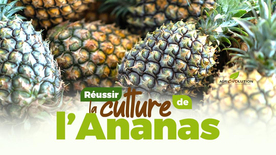 Réussir la Culture de l'Ananas
