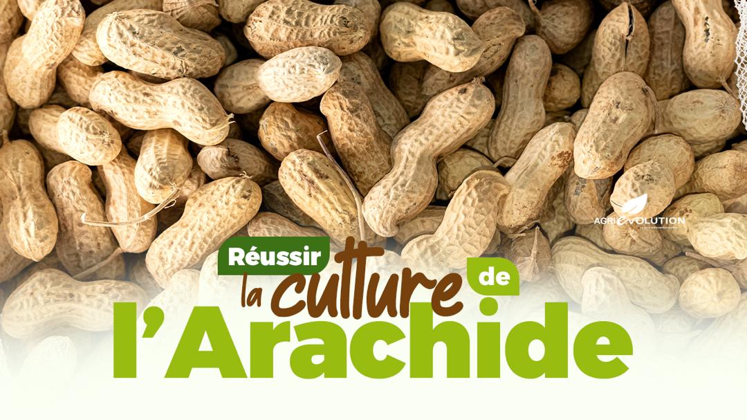 Réussir la Culture de l'Arachide