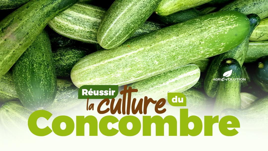 Réussir la Culture du Concombre