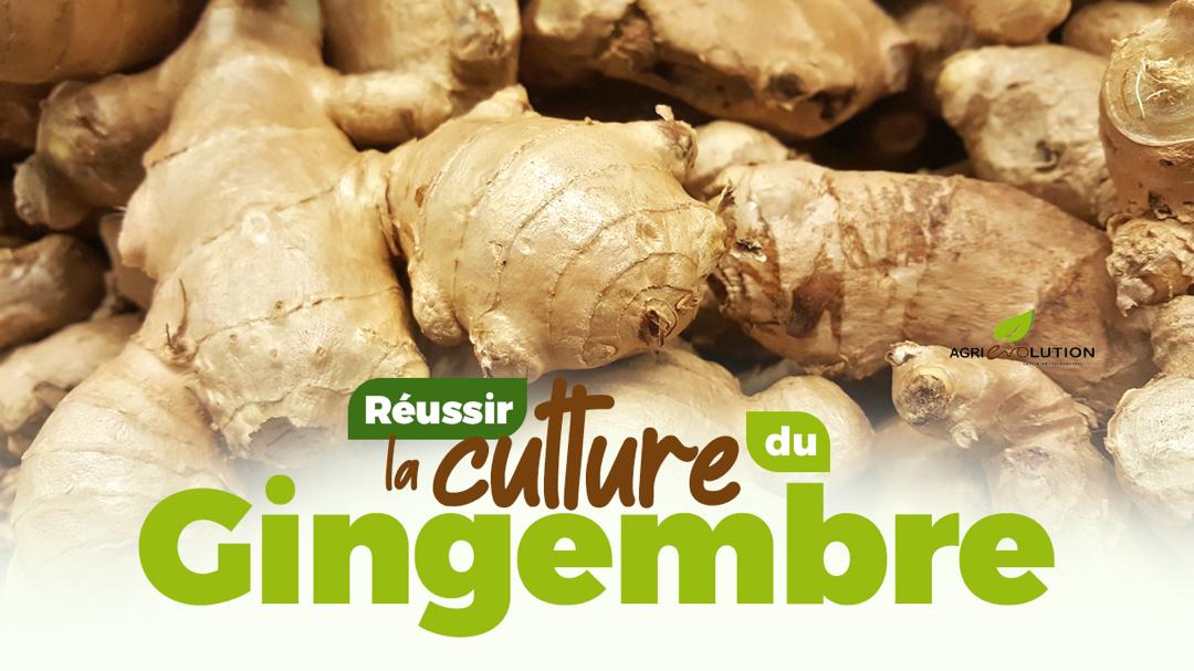 Réussir la Culture du Gingembre