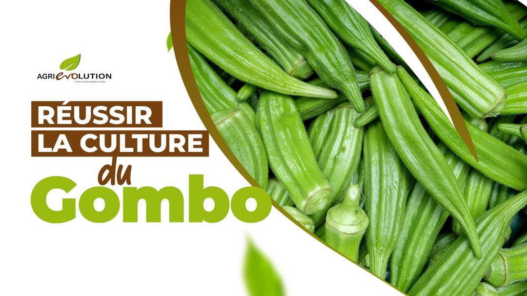 Réussir la Culture du Gombo