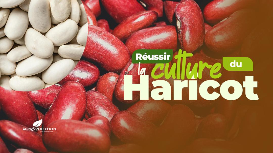 Réussir la Culture du Haricot