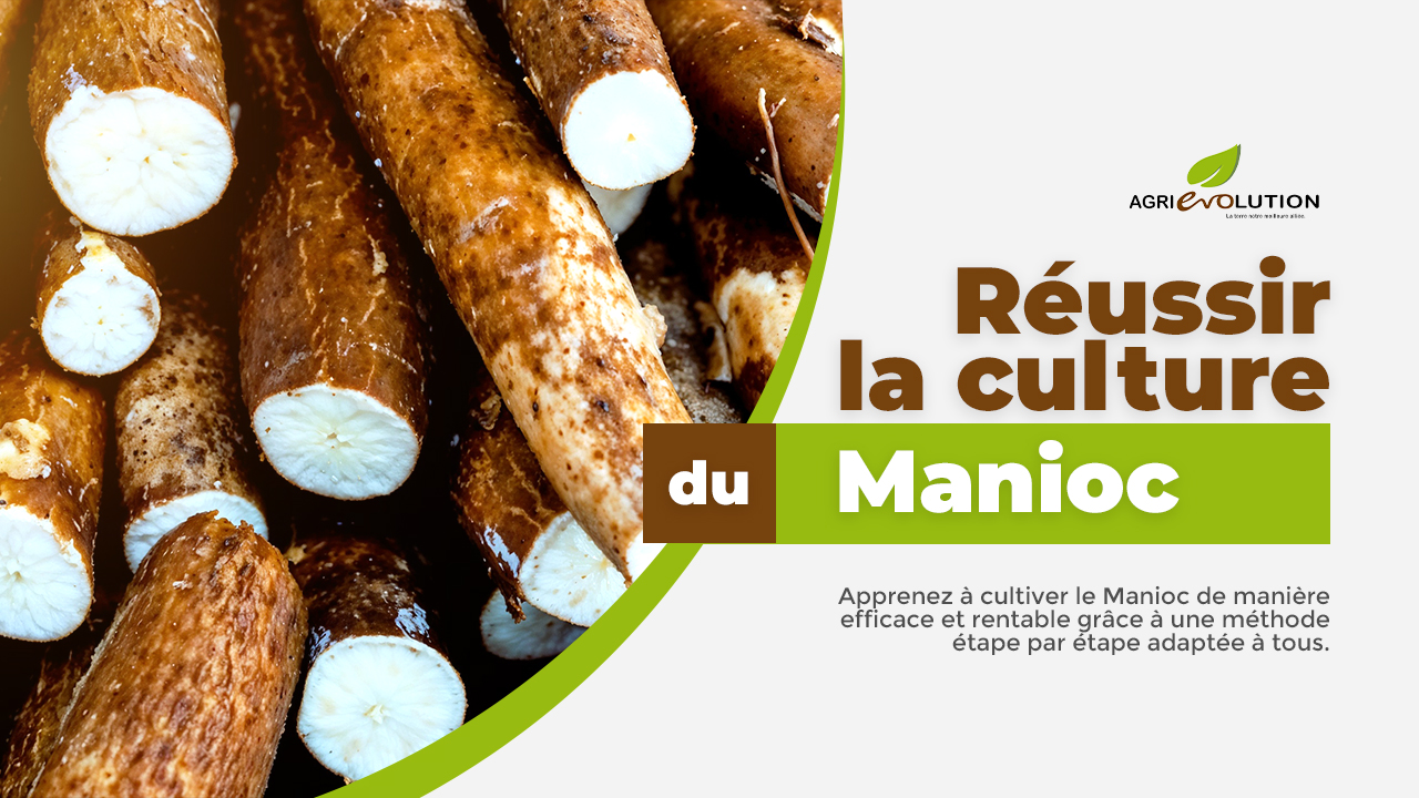 Manioc