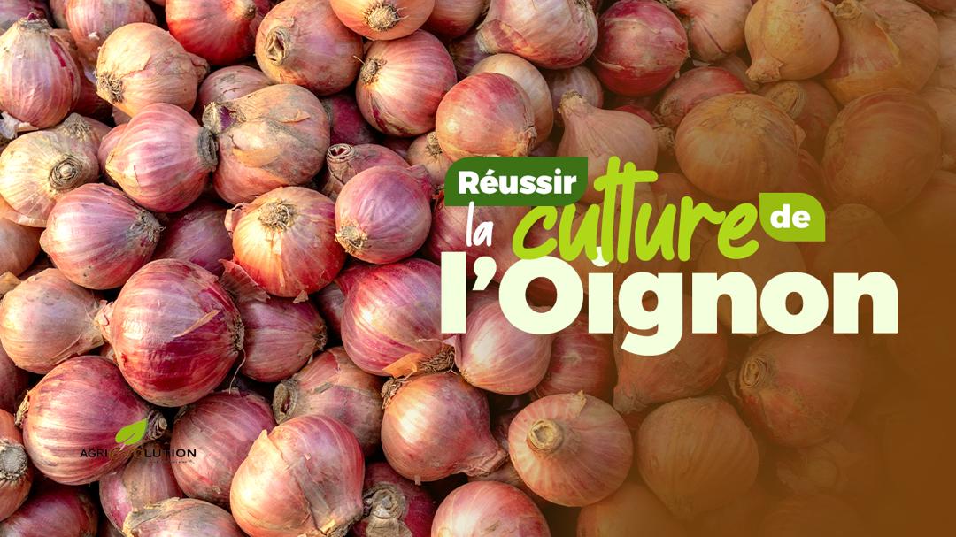 Réussir la Culture de l'Oignon