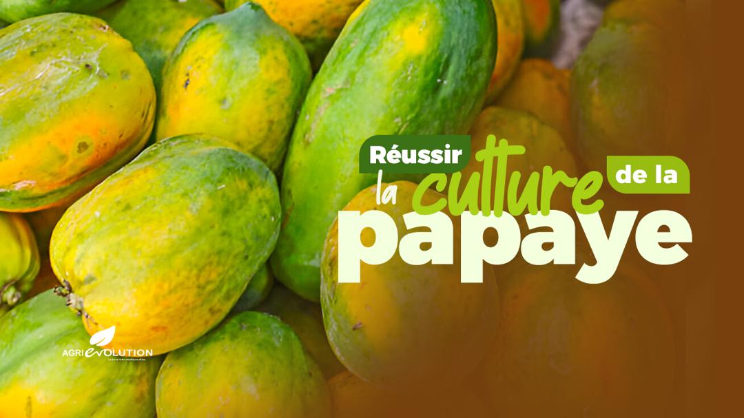 Réussir la Culture de la Papaye