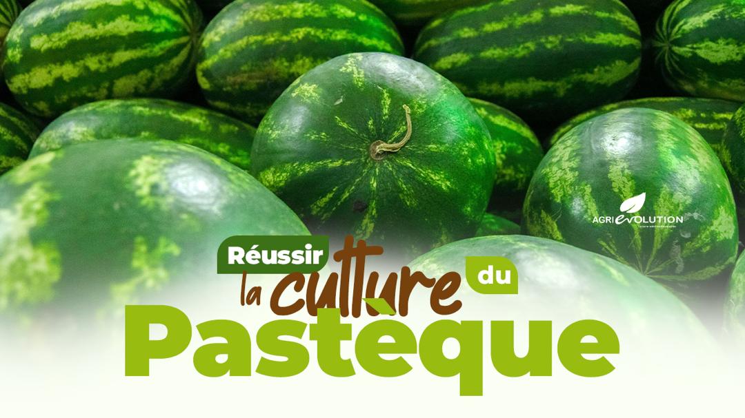 Réussir la Culture de la Pastèque