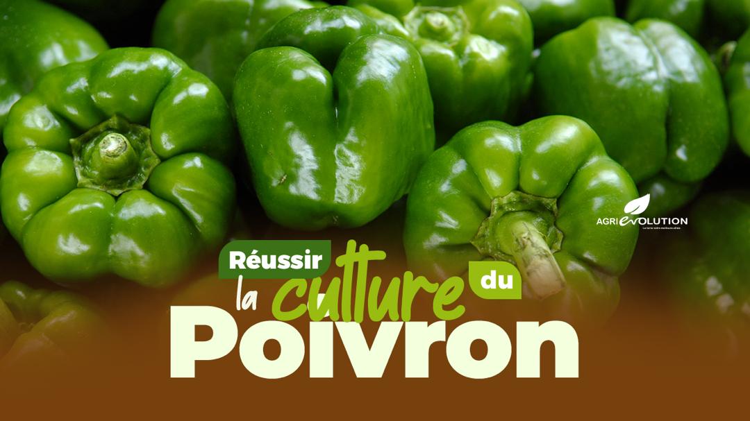 Réussir la Culture du Poivron