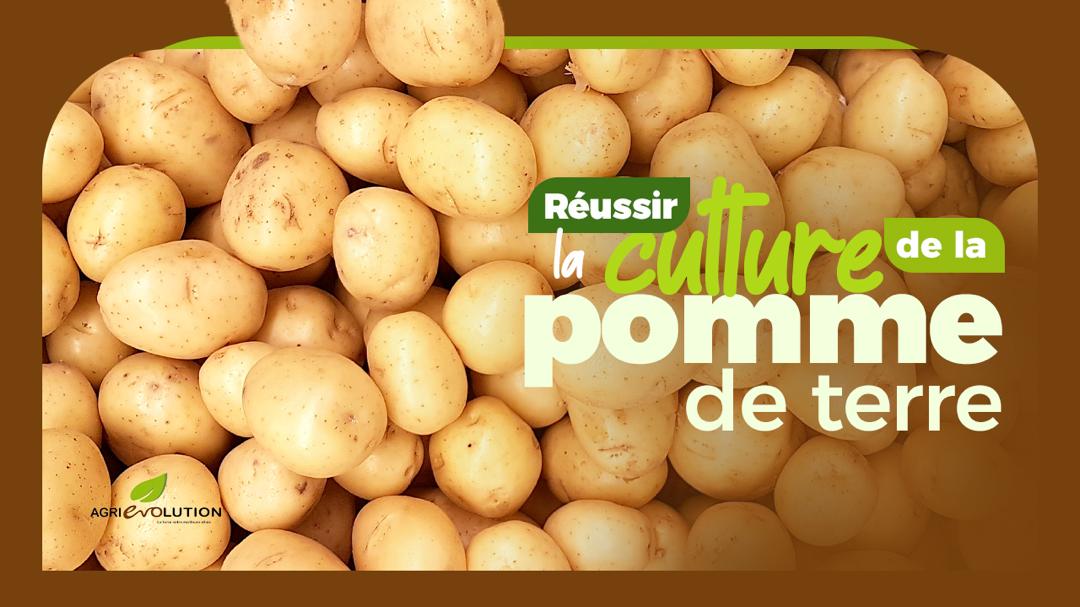 Réussir la Culture de la Pomme de Terre