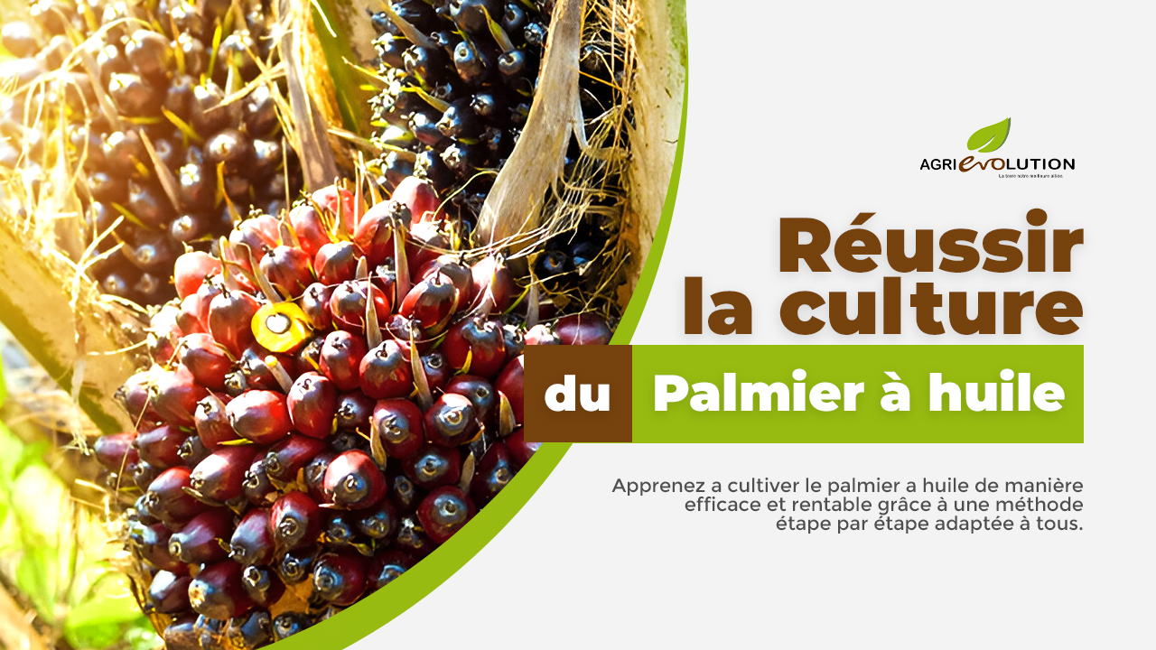 Palmier