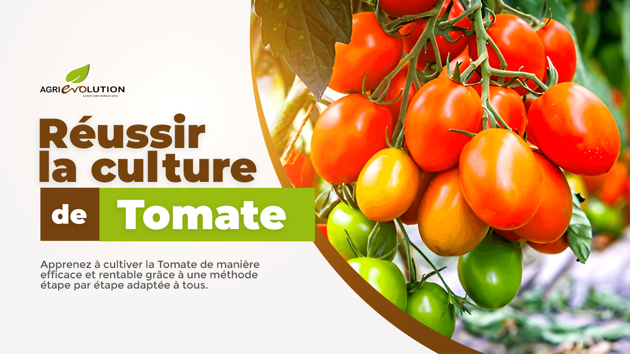 Tomate