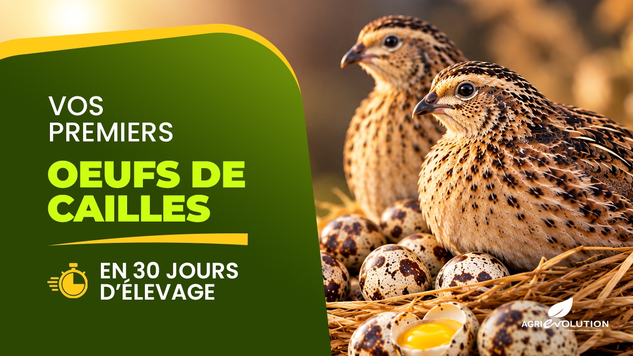 Réussir l'Élevage de la Caille