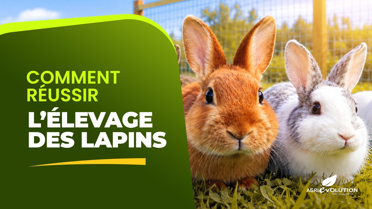 Réussir l'Élevage du Lapin