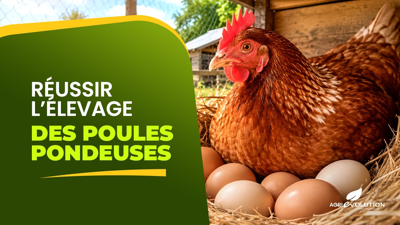 Réussir l'Élevage des Poules Pondeuses