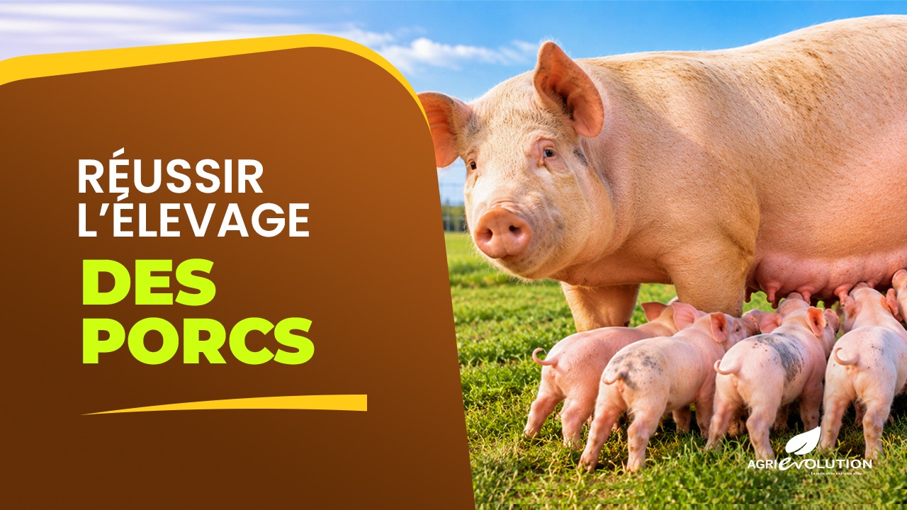 Réussir l'Élevage du Porc